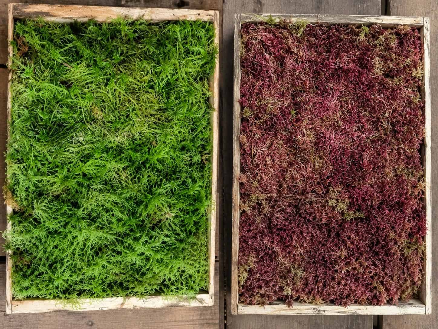 Caixas de musgo sfagno vivo verde e rosa da Armazém dos Musgos